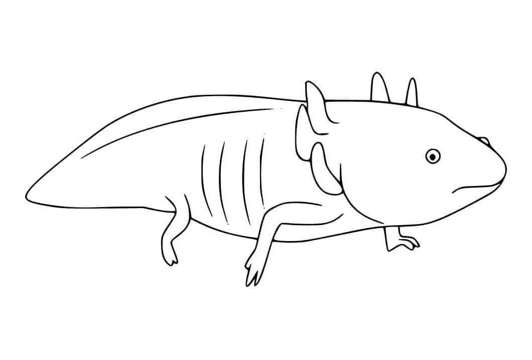 Axolotl Aquatic Fun and Learning Coloring Page