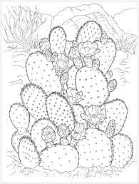 Amazing Cactus Printable Coloring Page