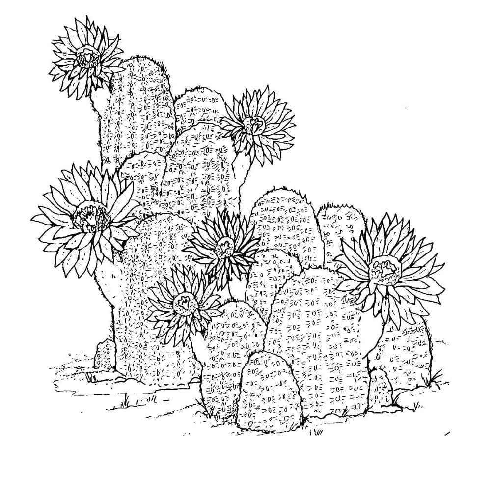 Cactus Hand Draw Printable Coloring Page