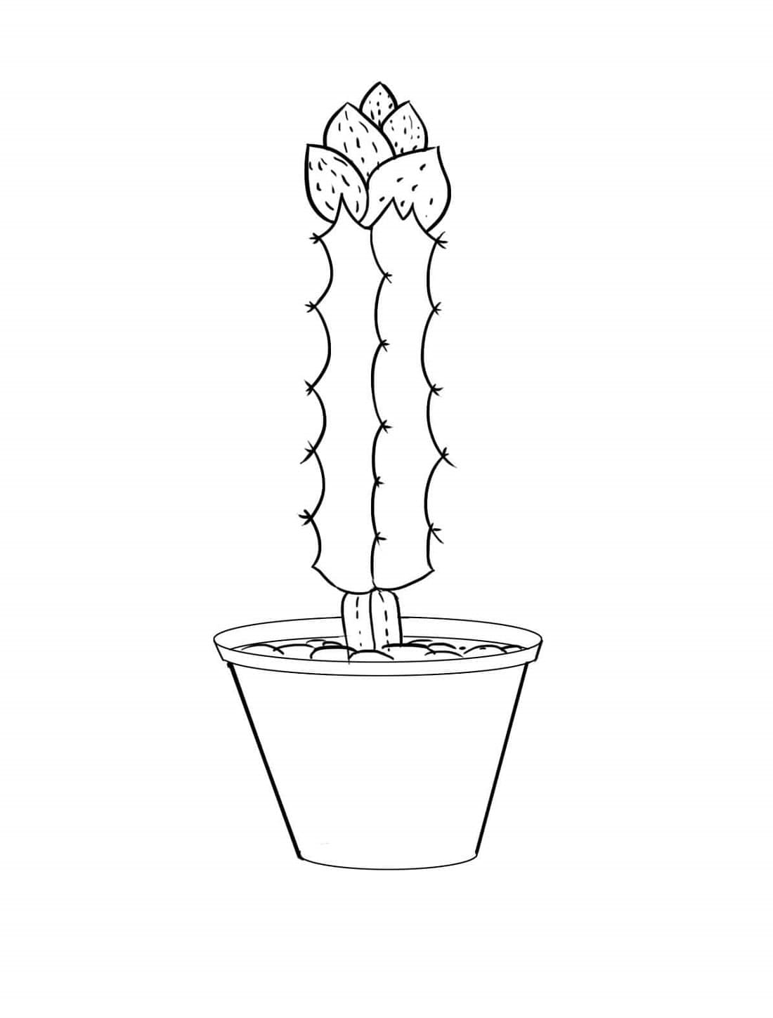 Cactus free Images Printable Coloring Page