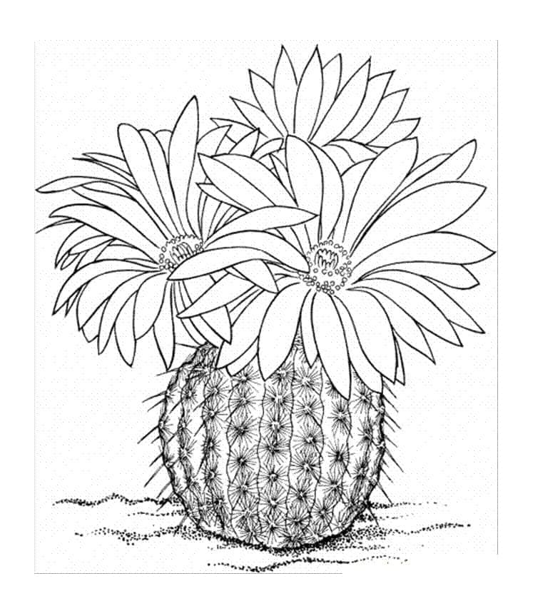 Cactus with three Flowers Printable Coloring Page