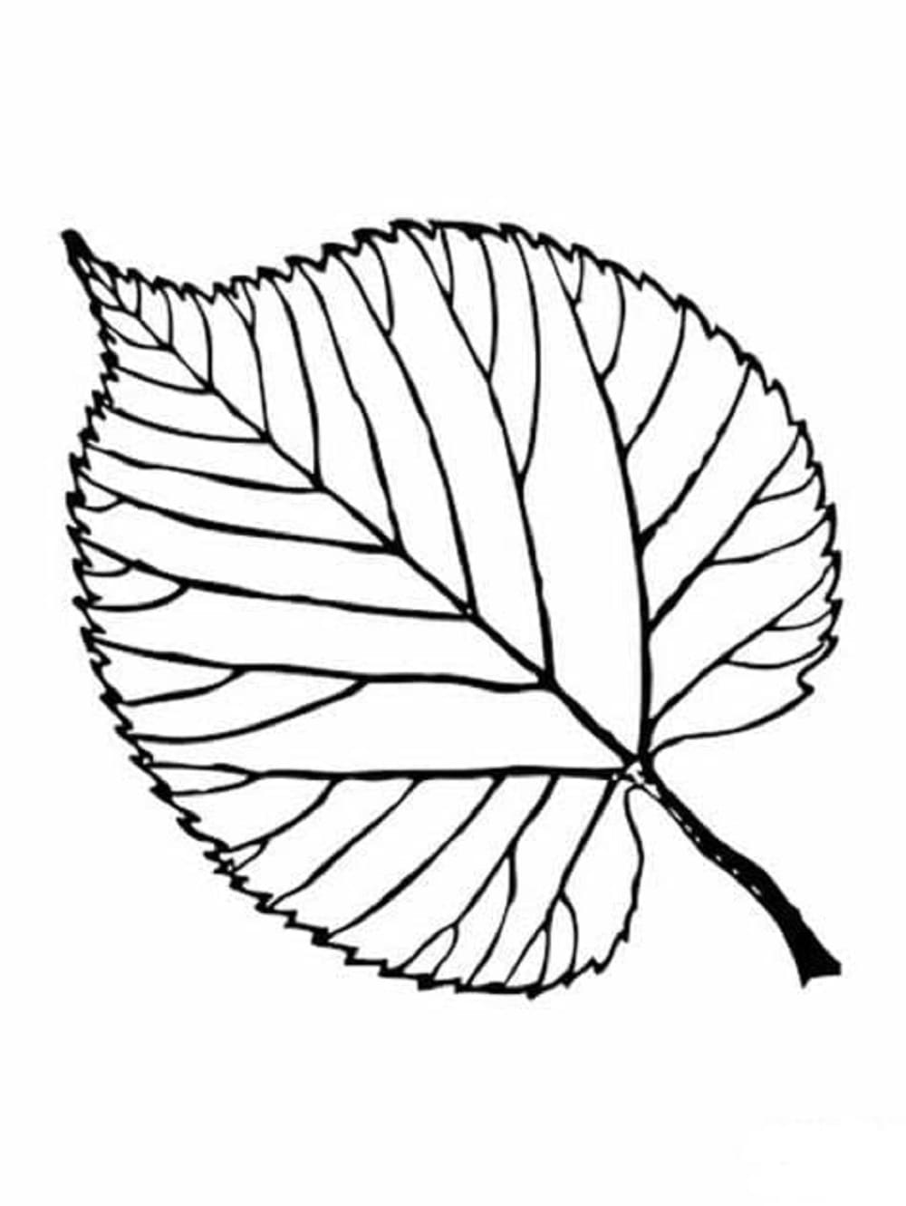 Free Leaves Printable Coloring Page