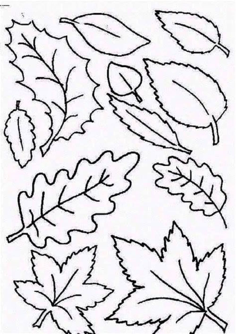 Print Free Leaves Image Coloring Page