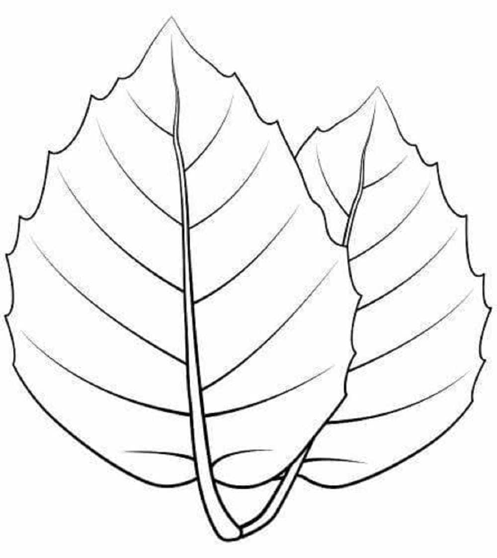 Print Leaves Download Coloring Page