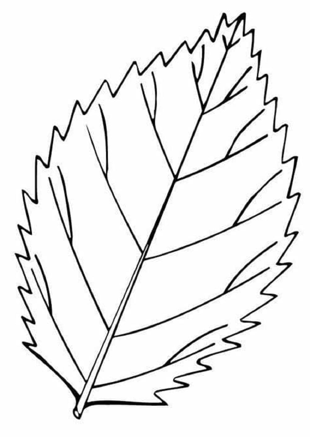 Print Leaves Picture Coloring Page