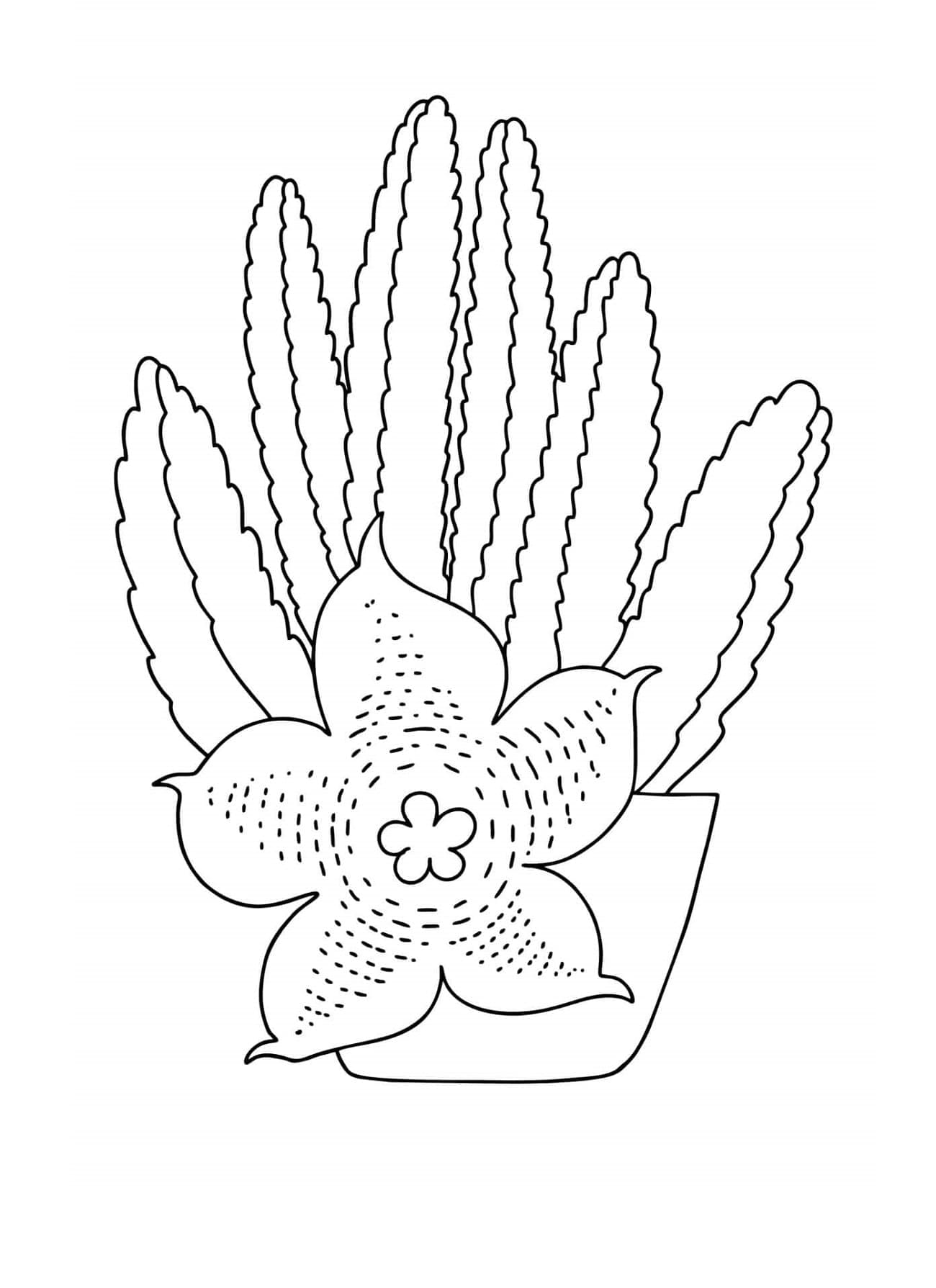 Stapelia Cactus Printable Coloring Page